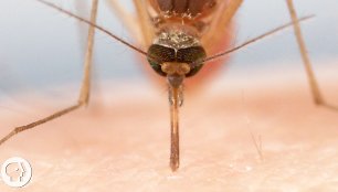 how-mosquitoes-use-six-needles-to-suck-your-blood-deep-look