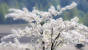 Žydinčios sakuros Kretingoje, Japoni&scaron;kame sode