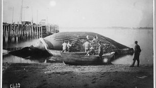 Įspūdingi kadrai iš XX a. pradžios banginių medžioklės
