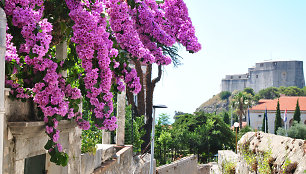 Dubrovnikas