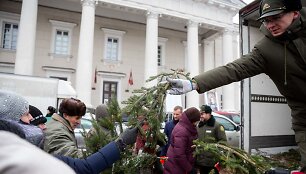 Vilniuje pradėtos dalinti eglių &scaron;akos