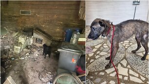 Kai&scaron;iadoryse i&scaron;gelbėti tamsoje tvarte laikyti i&scaron;badėję &scaron;unys