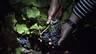 Prancūzijoje prademas vynuogių božolė vynui rinkimas