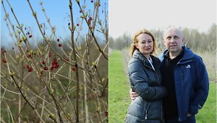 Irma ir Giedrius Kaukai augina putinus ir šermukšnius