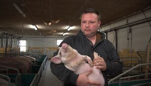 Kiaules tik per televizorių matęs lietuvis Ričardas Danijoje tapo fermos vir&scaron;ininku