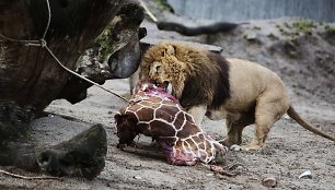 Nušauta žirafa sušerta kitiems zoologijos sodo žvėrims