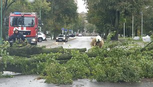 Didelė liepa Klaipėdoje užtvėrė gatvę