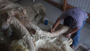 Paleontologai Meksikoje valo prie&scaron; metus rastus mamuto griaučius