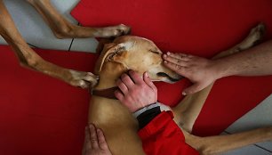 Ispanijos psichiatrijos klinikoje šunų terapija padeda net ir sunkiausiems pacientams
