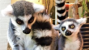 &bdquo;Zoopark&ldquo; džiaugiasi pasaulį i&scaron;vydusiais katinių lemūrų jaunikliais
