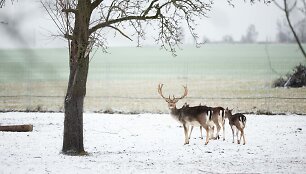 &bdquo;Sherolle&ldquo; vila La&scaron;inių kaime Kai&scaron;iadorių rajone