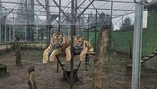 I&scaron; zoologijos sodo Klaipėdoje paimti du tigrai