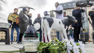 Prie Vyriausybės ūkininkų protestas dėl pieno supirkimo kainų