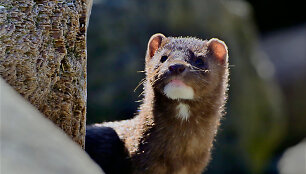 Robert McGouey/Wildlife / Alamy