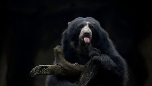 Buenos Airėse uždaromas zoologijos sodas