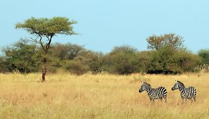 Tanzanija &ndash; &scaron;alis tiems, kurie mėgsta laukinius gyvūnus