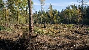 Dar vienas konfliktas dėl medžių: kodėl Verkių regioninio parko miške iškirsti vertingi ąžuolai