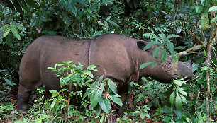 Malaizijoje nugaišo paskutinis šalyje išlikęs Sumatros raganosis