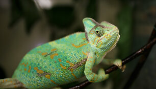 Jemeno chameleonas