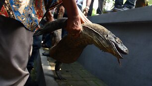 Miręs Komodo drakonas