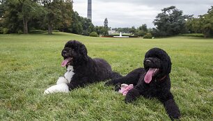 Baracko Obamos &scaron;unys Bo ir Sunny