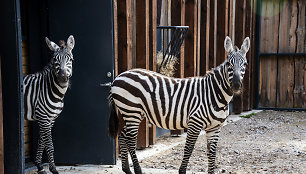 Lietuvos zoologijos sode apsigyveno bekarčiai savaniniai zebrai