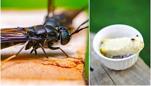 Nutūpdama ant maisto musė gali pernešti įvairias infekcijas