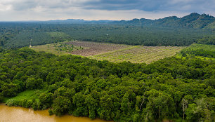 Viltis klimatui? Sausį Brazilijos Amazonės miškų kirtimas sumažėjo 61 proc.