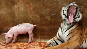 Tailando tigrų zoologijos sodo jauniklis auginamas su kiaulės jaunikliais
