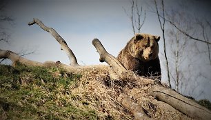 Pakelės užeigos „Plūgo broliai“ teritorijoje gyvenanti meška