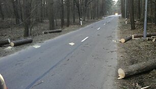 Medžių &scaron;alinimas nuo kelio