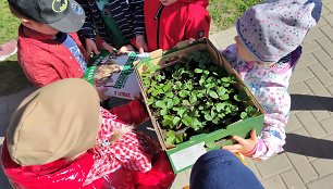 Klaipėdos universiteto Botanikos sodas vaikus apdovanojo žemuogėmis