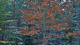 Visą žiemą braška ąžuolo lapai. 