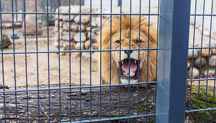 Atsinaujinęs Lietuvos zoologijos sodas
