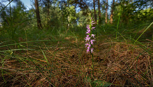 Mi&scaron;kinė plikaplaiskė