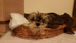 Agresyvus &scaron;uo nedidelį Keksiuką apdraskė, kai &scaron;is lydėjo grybavusias moteris.