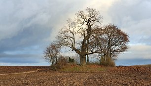 Ąžuolas Žadeikonių kapinėse