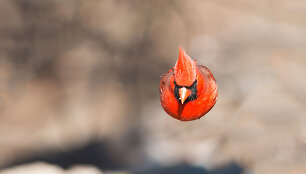 &bdquo;Audubon&ldquo; fotografijos apdovanojimų geriausios 2016 m. pauk&scaron;čių nuotraukos