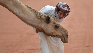 Berniukas žaidžia su kupranugariu Saudo Arabijoje