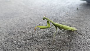 Skaitytojo pastebėtas vabalas maldininkas