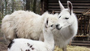 Lama Aistė su mama