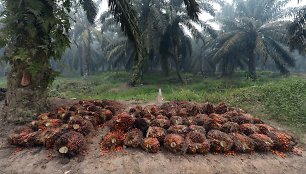 Palmių derliaus nuėmimas