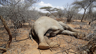 Nugaišęs dramblys Kenijoje