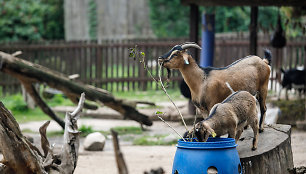 Kauno zoologijos sodas