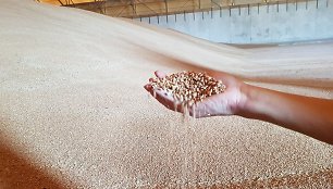 K.Navickas: Lietuva gavo leidimą eksportuoti grūdus į Meksiką