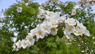 'Katrin Wood'