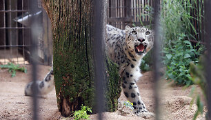 Snieginis leopardas