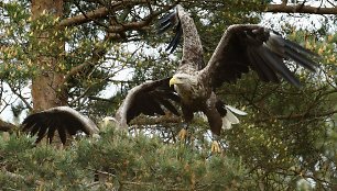 Kuršių nerijoje jauniklius peri „tarptautinė“ erelių pora – patelė dar lizde sužieduota Latvijoje.