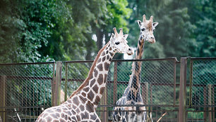 Į zoologijos sodą atgabenta žirafa