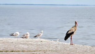 Preiloje pastebėtas gandras